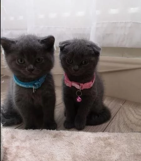 gattino scottish fold blue maschio e femmina