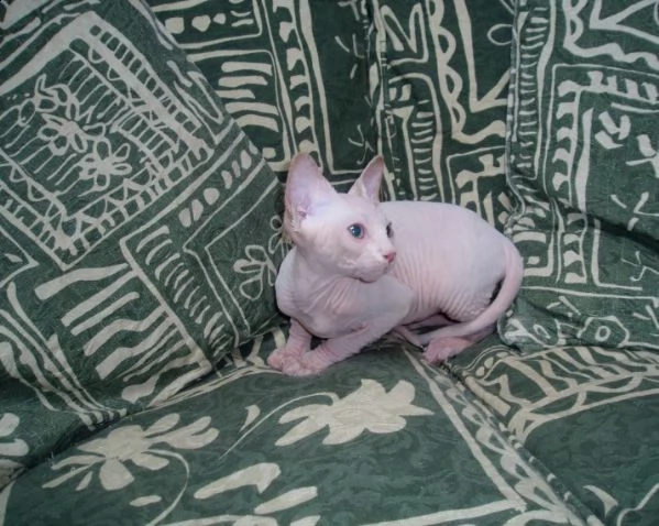 canadian sphynx pedigree anfi | Foto 1