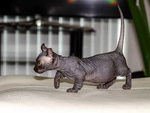 canadian sphynx pedigree anfi