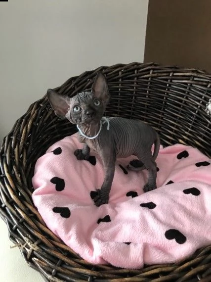 canadian sphynx razza pura disponibili subito | Foto 5