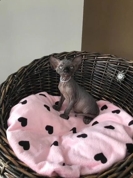 canadian sphynx razza pura disponibili subito | Foto 4