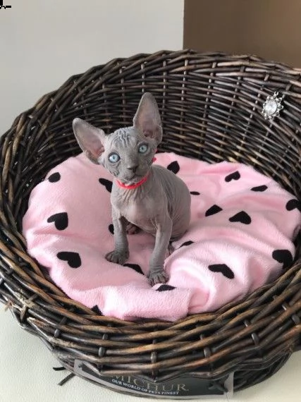 canadian sphynx razza pura disponibili subito