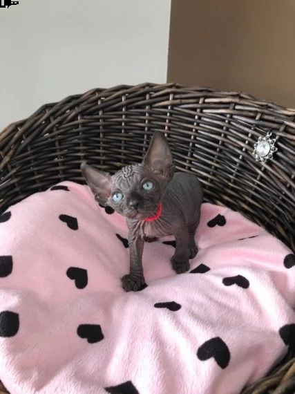 canadian sphynx razza pura disponibili subito | Foto 1