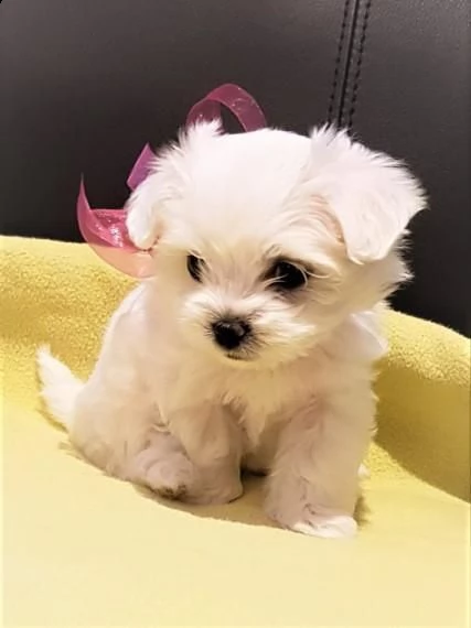 cuccioli di maltese