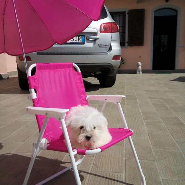 cuccioli di maltese | Foto 0