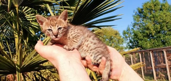 cuccioli di savannah di 3 mesi | Foto 0