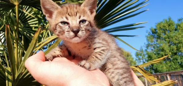 cuccioli di savannah di 3 mesi