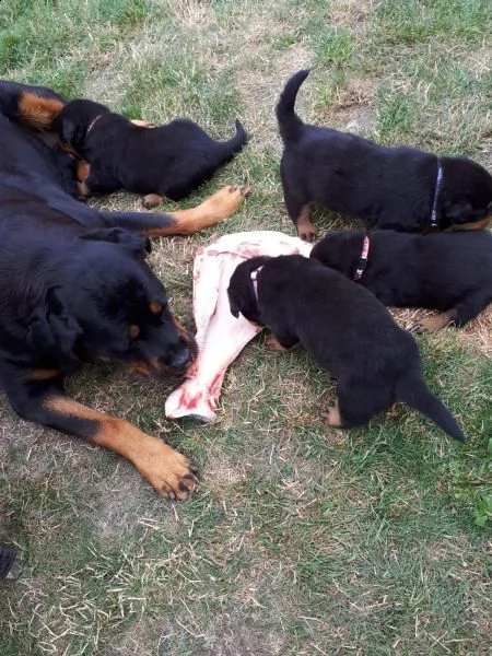 cuccioli di rottweiler | Foto 1