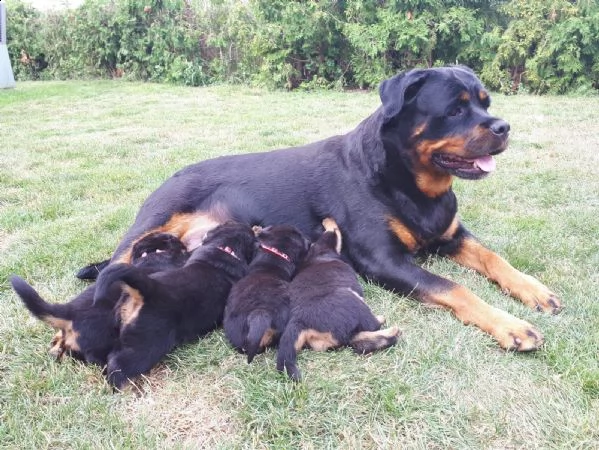 cuccioli di rottweiler | Foto 0