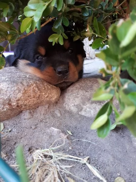 cuccioli di rottweiler