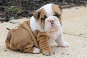 akc ha registrato cuccioli bulldog inglese