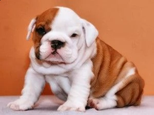 akc ha registrato cuccioli bulldog inglese | Foto 0