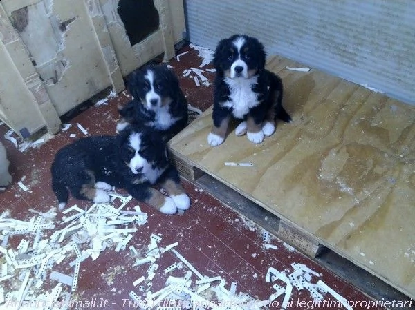 splendidi e maestosi cuccioli bovaro del bernese