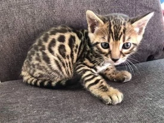 cuccioli di bengala siamo urgentemente alla ricerca di una nuova casa