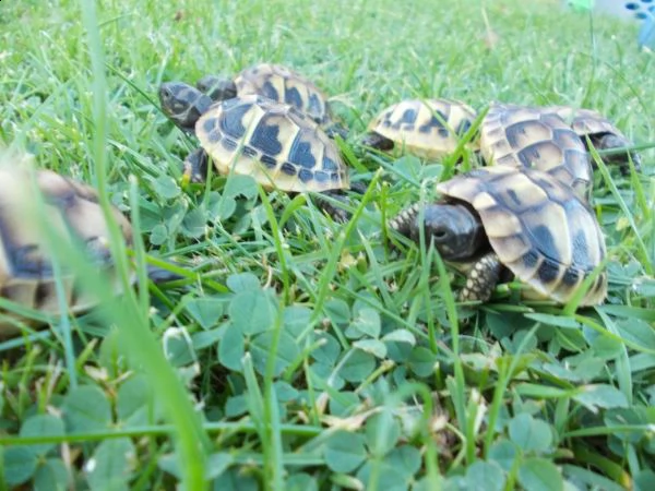 giovani cuccioli hermanni, in buone condizioni di salute e alla ricerca di un rettile appassionato c