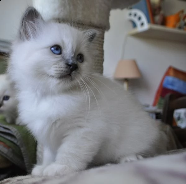 offro in regalo sacro birmani gattini con pedigree . cuccioli di  sacro birmani siamo urgentemente a