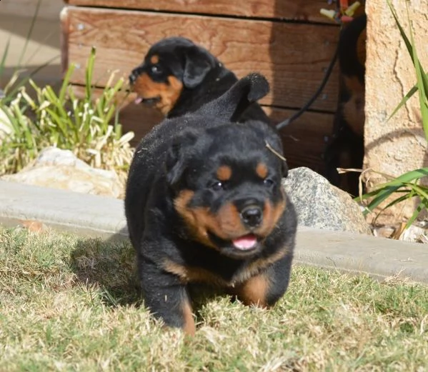 offro in regalo rotweiller cuccioli con pedigree . cuccioli di rotweiller siamo urgentemente alla ri