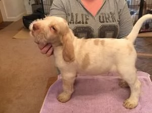 offro in regalo spinone italiano cuccioli con pedigree . cuccioli di spinone italiano siamo urgentem