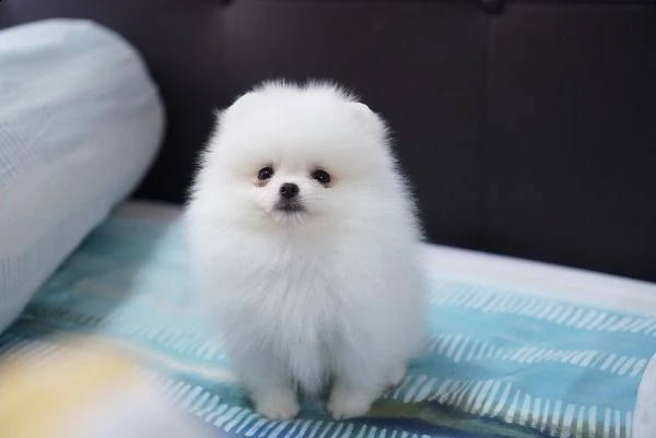 cuccioli pomeranian adorabili