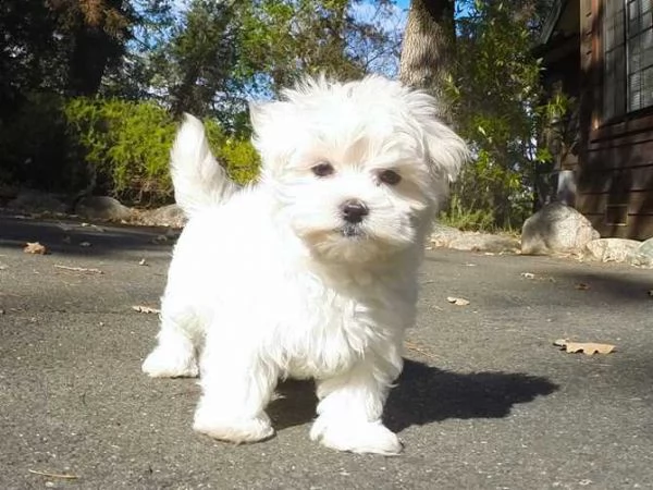 adotta i cuccioli maltesi da noi. simpatici adorabili cuccioli maschi e femmine ben addestrati pront