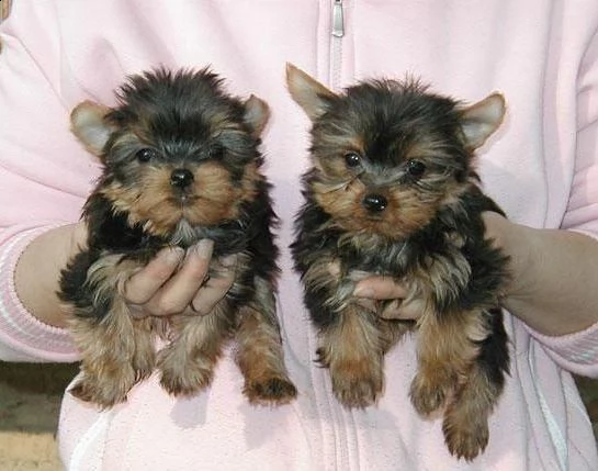 cuccioli yorkshire terrier ! pedigree