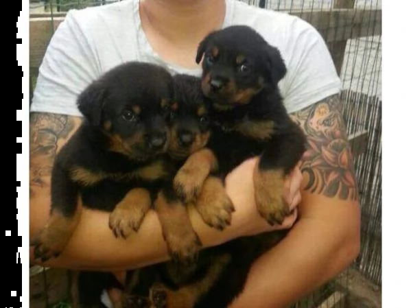 cuccioli di rottweiler . abbiamo un maschio e due femmine