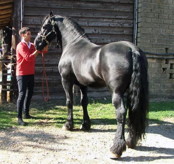  cavallo frisone , 8 anni , alla ricerca di un nuovo fantino . ottimo carattere, bellissimo moviment