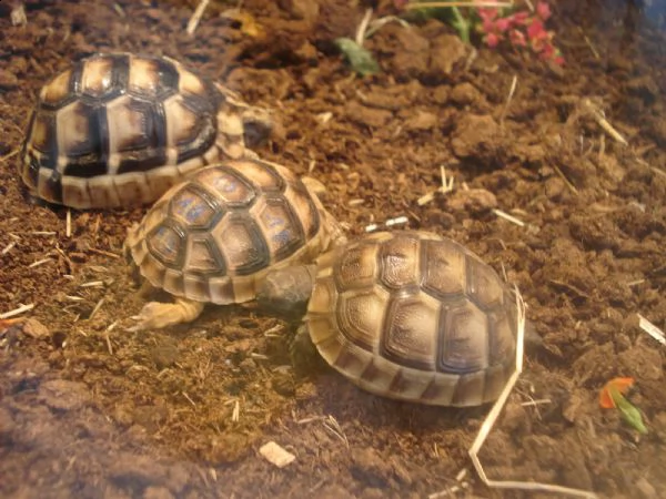 giovani cuccioli hermanni, in buone condizioni di salute e alla ricerca di un rettile appassionato c