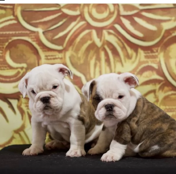 Bulldog Maschio E Femmina Per L Adozione