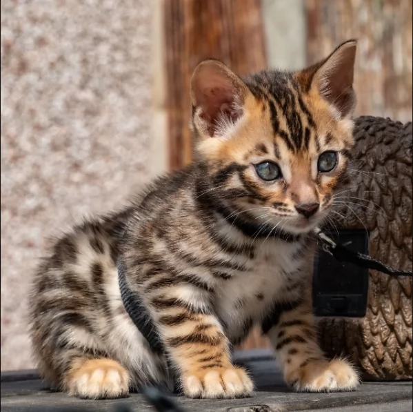 i cuccioli gattini bengala allevati, abbiamo 1 maschio e 1 femmina sinistra. vi preghiamo di contatt