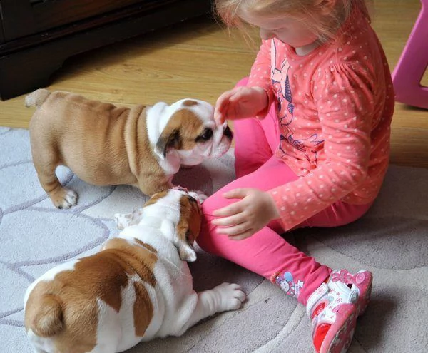 cucciolo di bulldog inglese