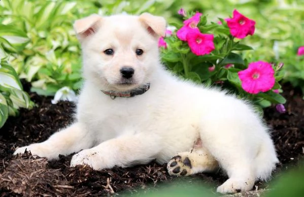 offro in regalo samoiedo cuccioli con pedigree . cuccioli di samoiedo siamo urgentemente alla ricerc