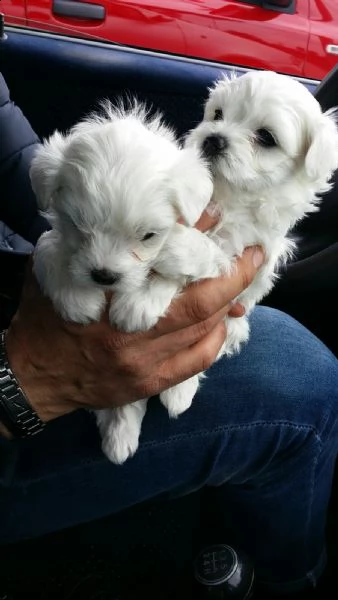 2 bellissimi maschietti di maltese