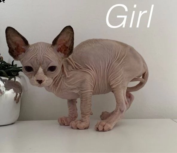 sphynx canadian gattini