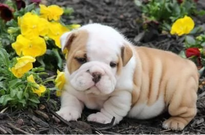 regalo cuccioli bulldog inglese per l'adozione