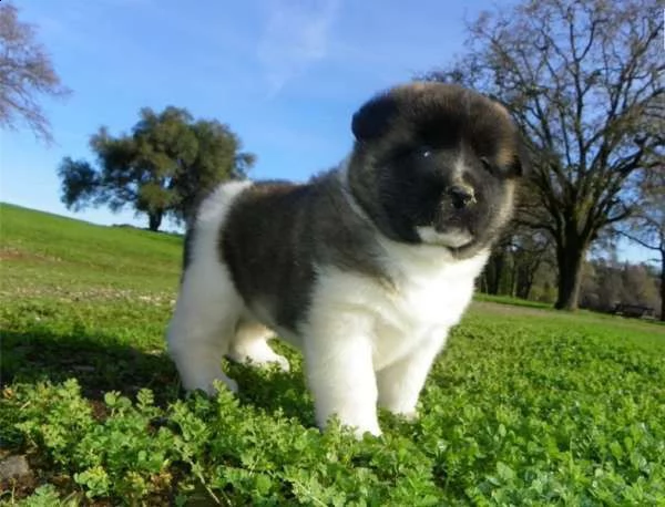 regalo akita inu cuccioli disponibile per l'adozione