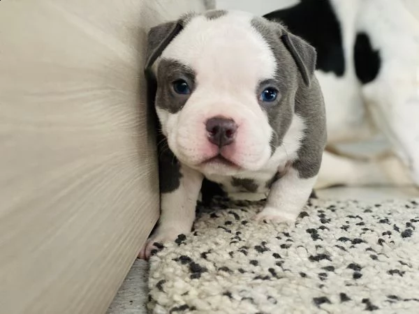 cucciolo di american bully | Foto 3