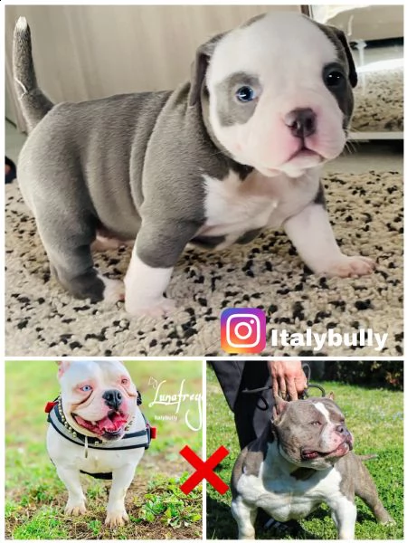 cucciolo di american bully