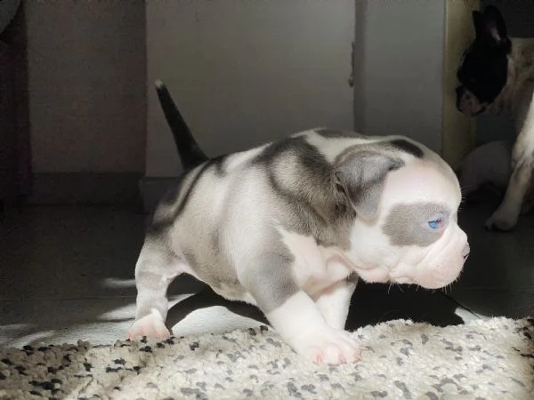 cucciolo di american bully | Foto 2