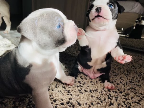 cucciolo di american bully | Foto 1