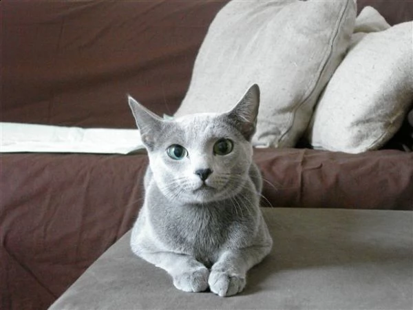 3 cuccioli  blu di russia adorabili cuccioli e carino maschi e femmine. i nostri cuccioli sono 3 mes | Foto 0