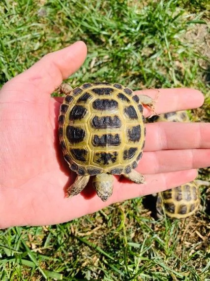 testudo  di terra con tutte con cites