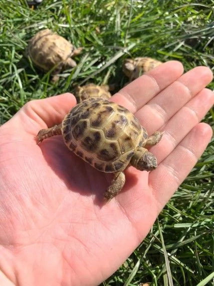 testudo  di terra con tutte con cites | Foto 0