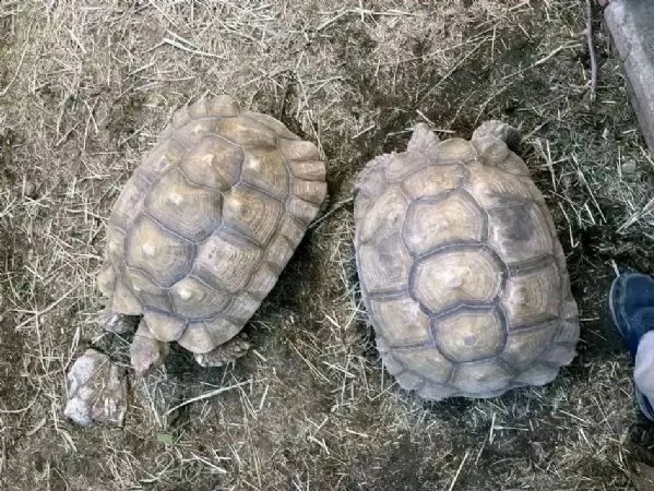 adult female sulcata tortoises