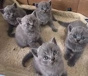 offro in regalo british shorthair gattini con pedigree . cuccioli di  british shorthair siamo urgent