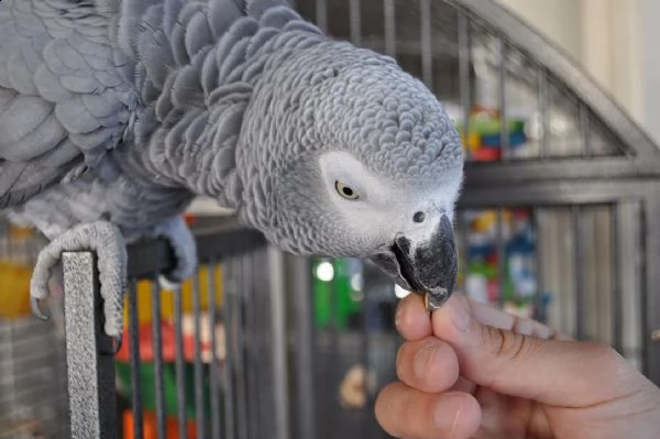 pappagalli cenerino  i ucelli di pappagalli sono disponibili per l'adozione, con tutte le vaccinazio