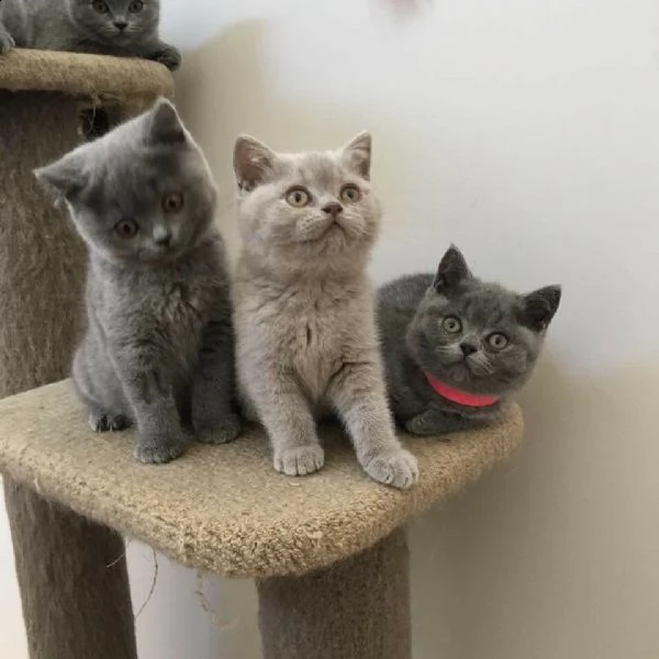 i cuccioli gattini british shorthair allevati, abbiamo 1 maschio e 1 femmina sinistra. vi preghiamo 