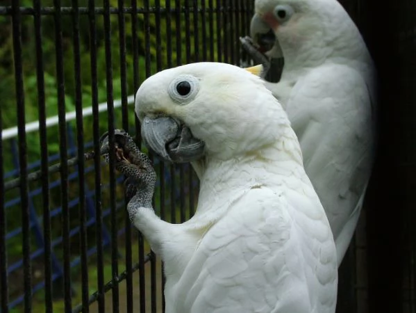 vpappagalli cacatua allevati a mano, domati e già socievoli addestrati da noi nelle nostre voliere. 