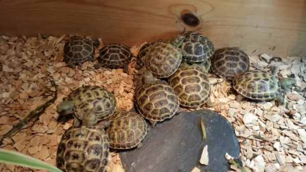 testudo hermanni e marginata pronto per essere adottato in una nuova casa che si prende cura e ha l'