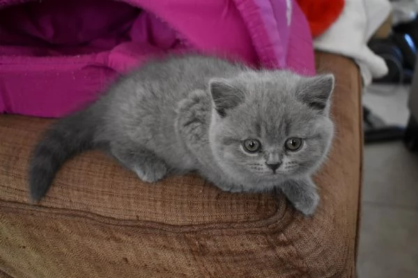 gattino british shorthair